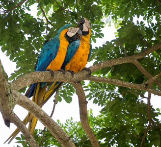 Blue and Gold Macaws